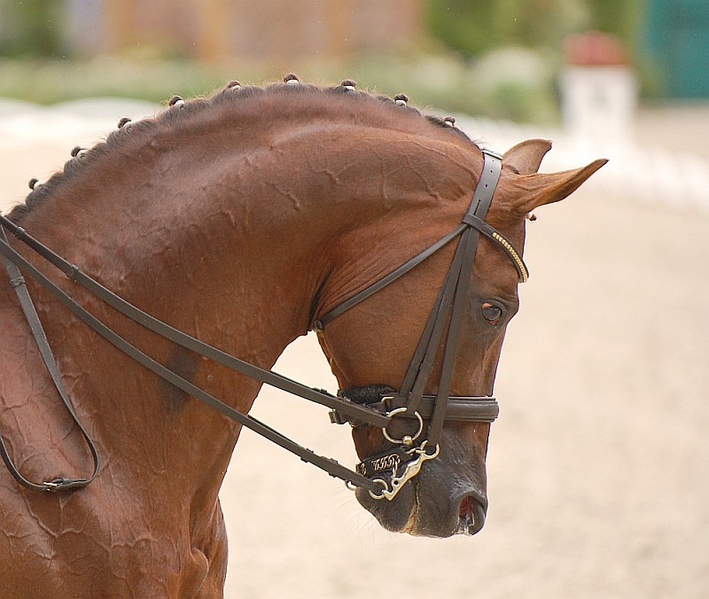 Dressage I