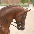 Dressage I