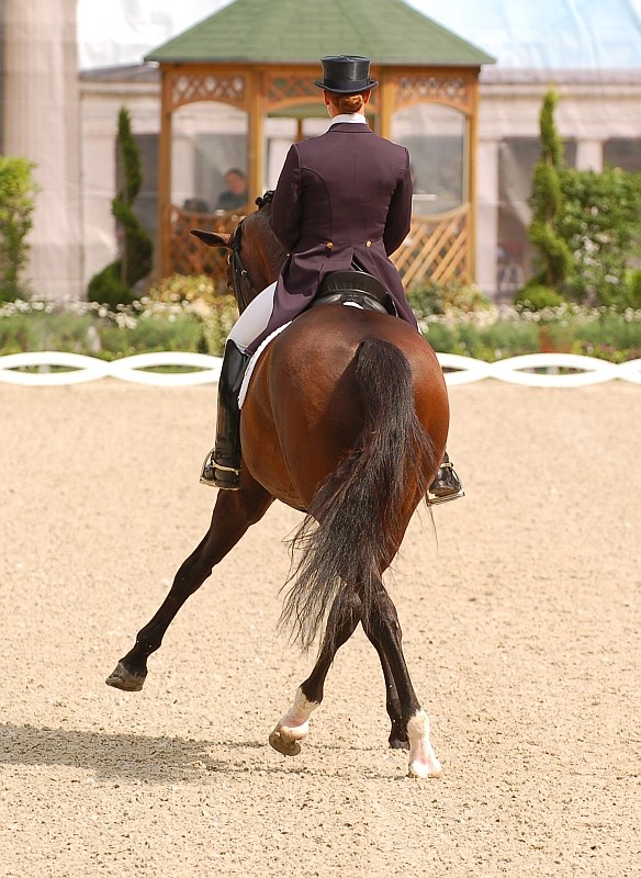 Dressage II