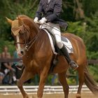 .: dressage klasse S