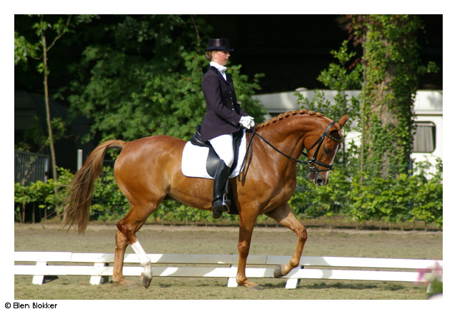 dressage still