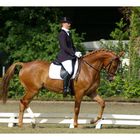 dressage still