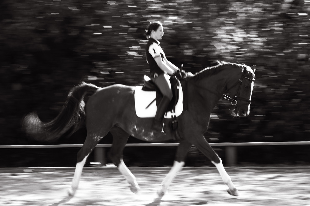 Dressage- Training