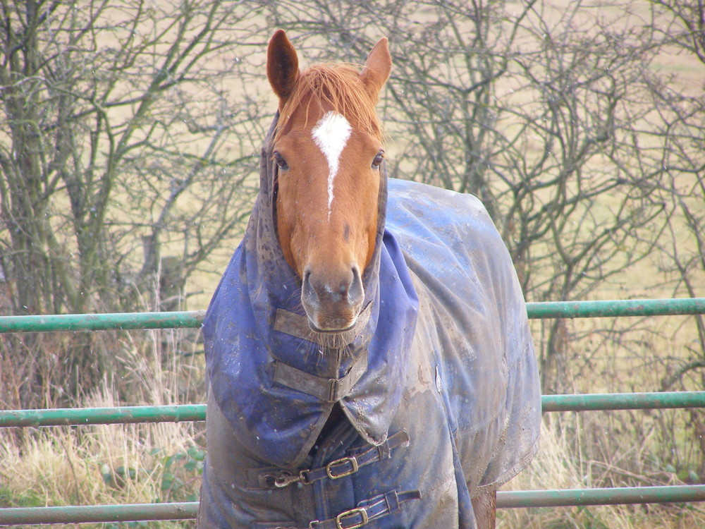 dressed for winter