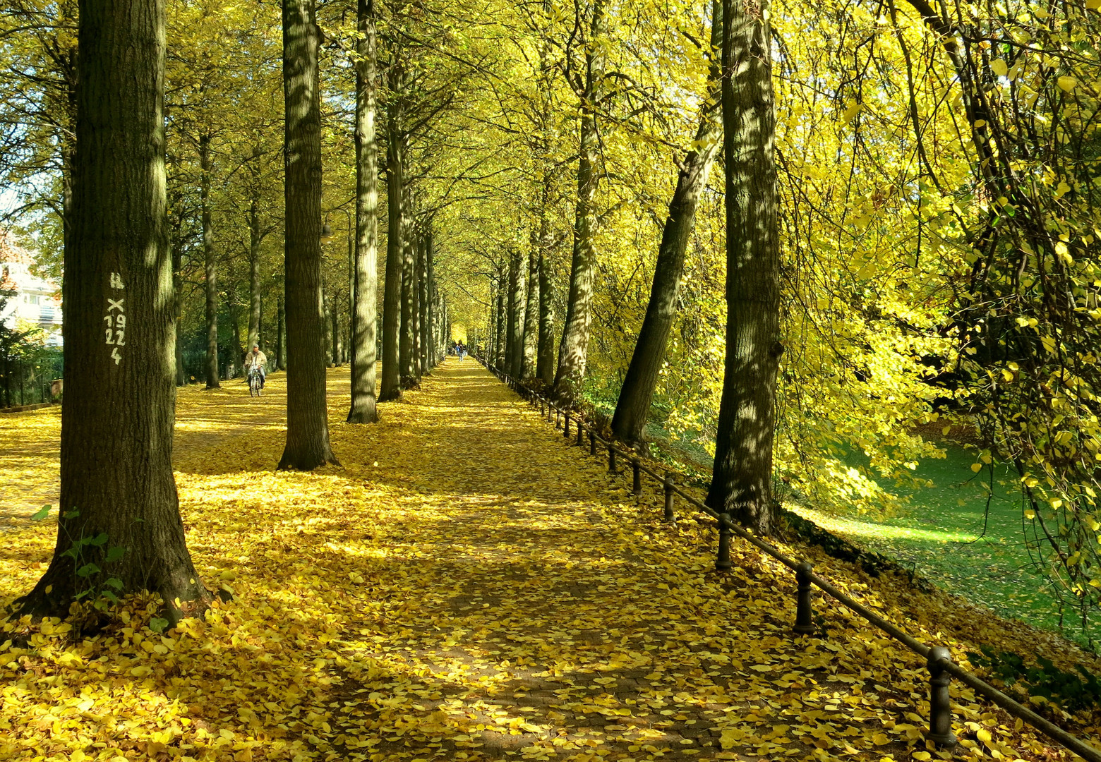 Dressed in Yellow