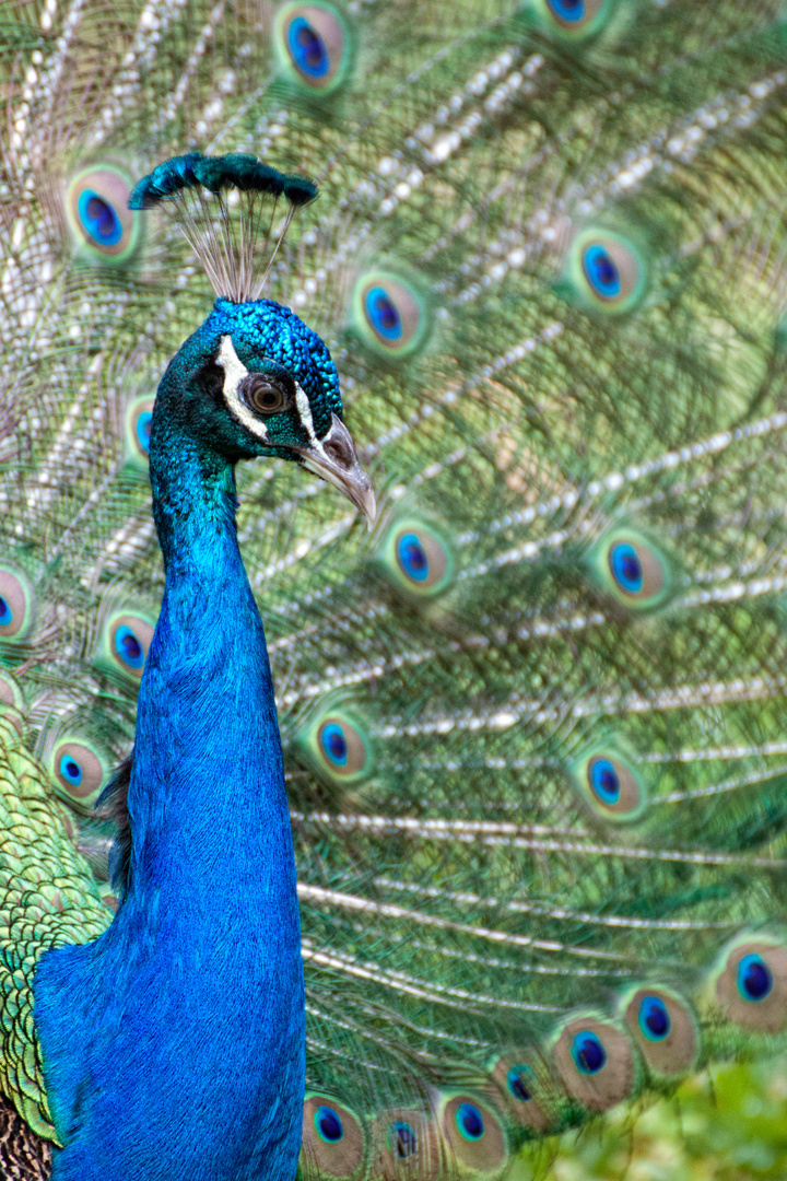 Dressed up like a peacock..