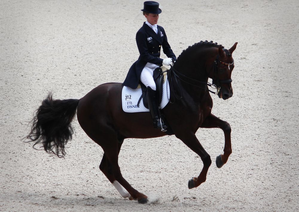 Dressur Foto & Bild | tiere, haustiere, pferde, esel, maultiere Bilder