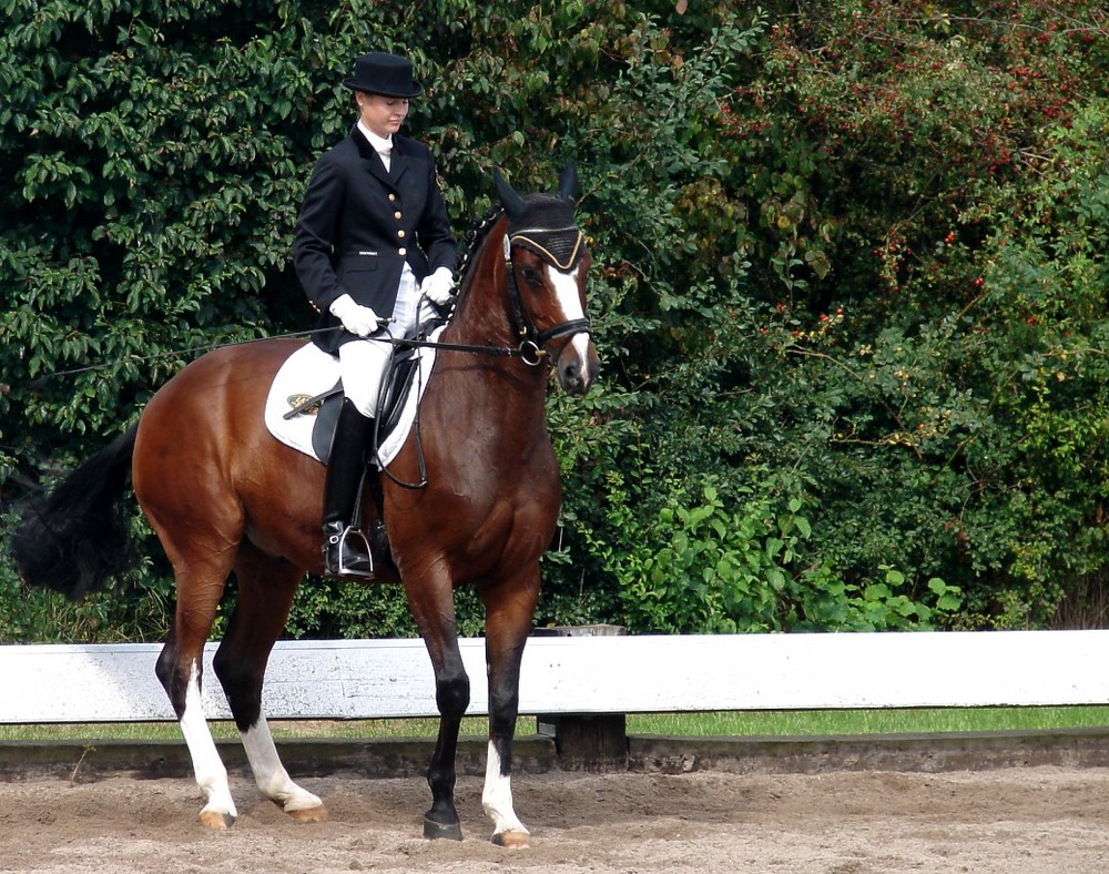 Dressur Foto & Bild | tiere, haustiere, pferde, esel, maultiere Bilder