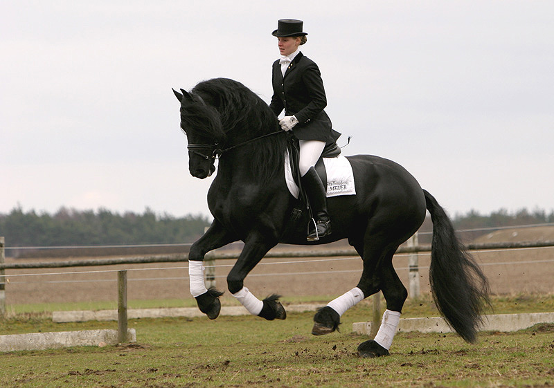 Dressur Foto & Bild | tiere, haustiere, pferde, esel, maultiere Bilder