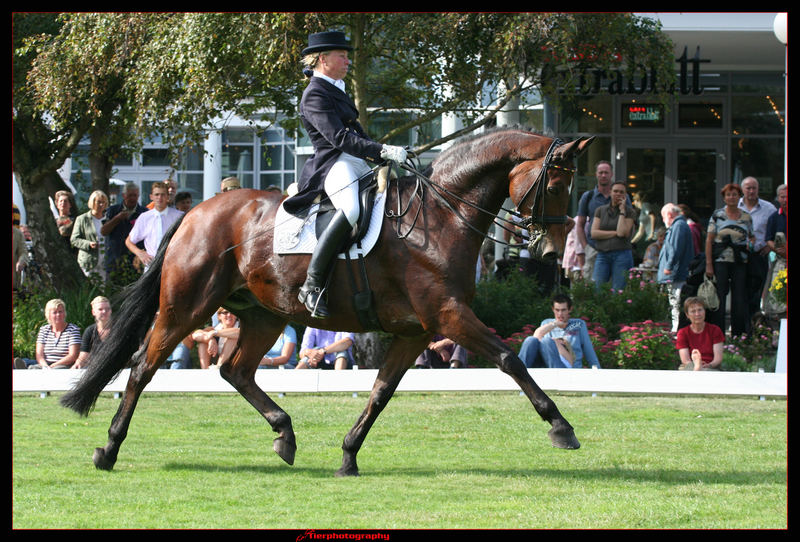 Dressur Norderney1