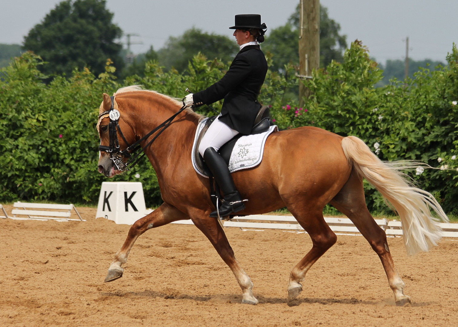 Dressurhaflinger