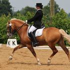 Dressurhaflinger