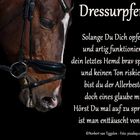 Dressurpferd