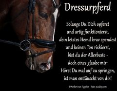 Dressurpferd