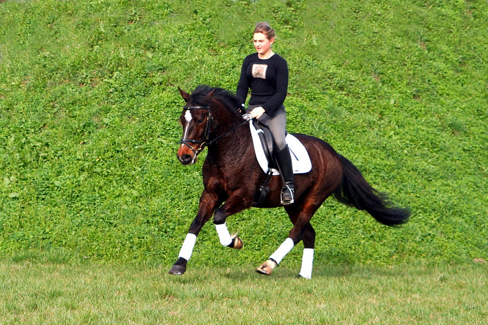 Dressurpony im Gelände