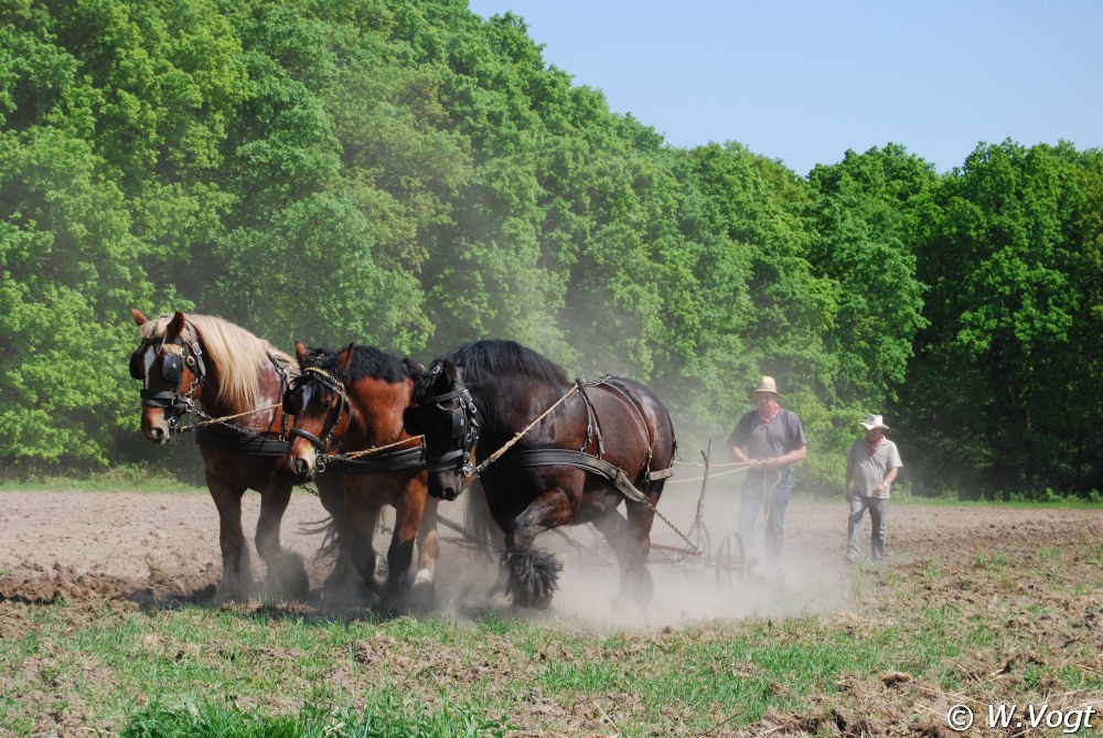 Drie Paardenkracht - Drei Pferde Stärke