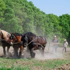 Drie Paardenkracht - Drei Pferde Stärke