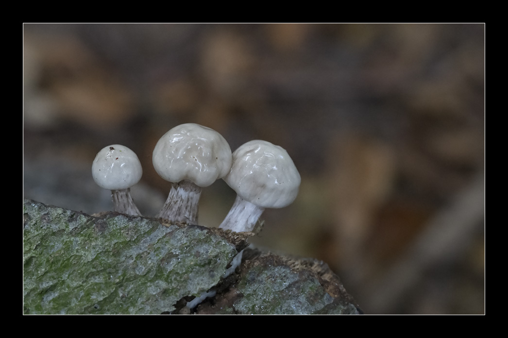 Drie paddestoelen.