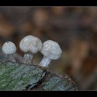 Drie paddestoelen.