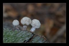 Drie paddestoelen.