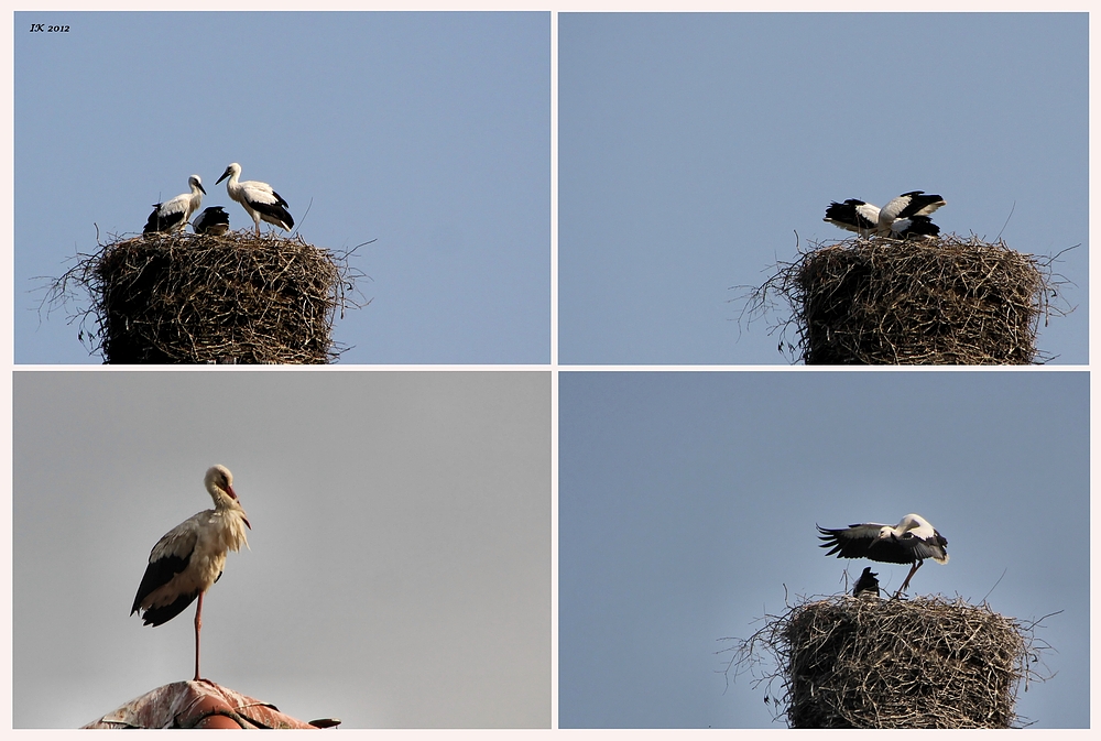 Drie Storchenjunge.....