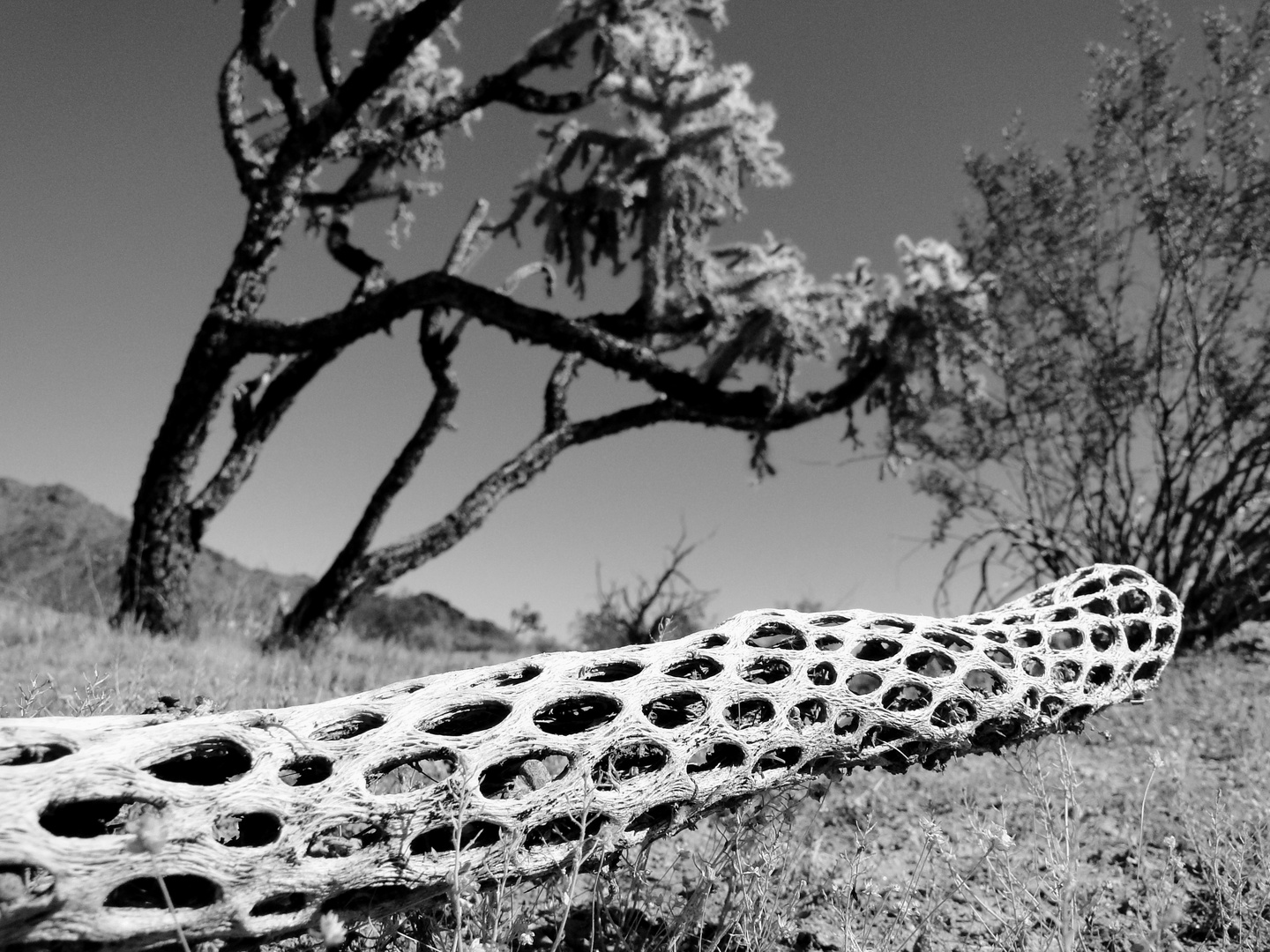 Dried Cactus in Arizona..