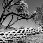 Dried Cactus in Arizona..