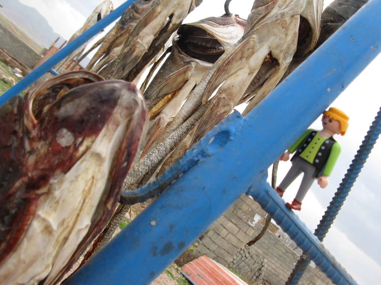 dried cat-fish from aras dam