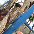 dried cat-fish from aras dam