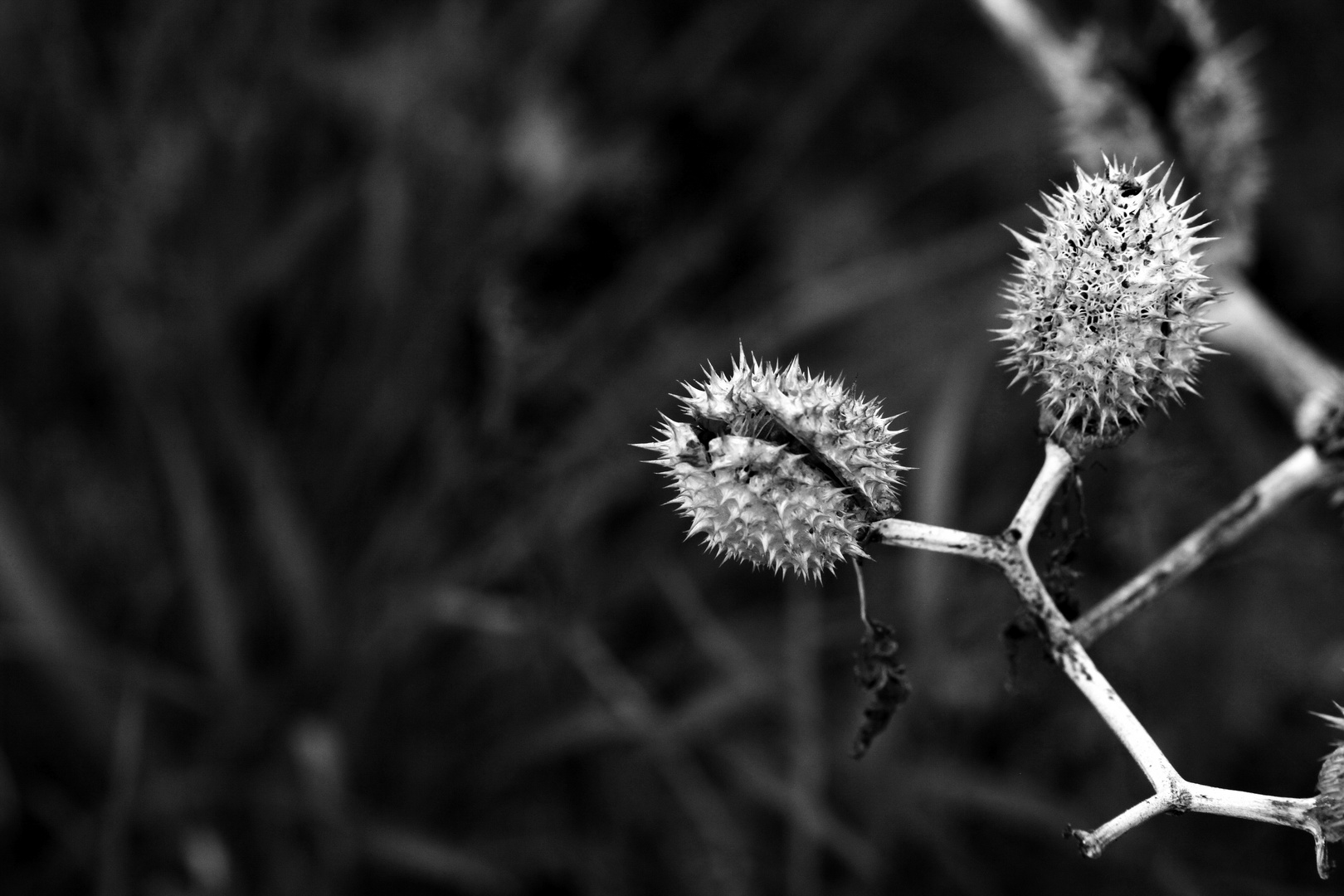 Dried Datura - BW Macro Version