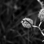 Dried Datura - BW Macro Version