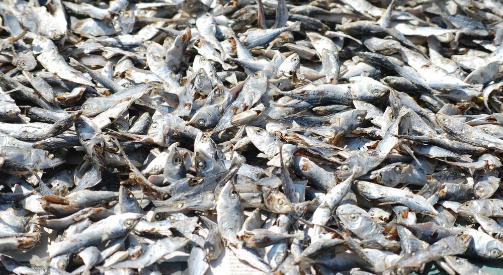 Dried Fishes