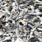 Dried Fishes