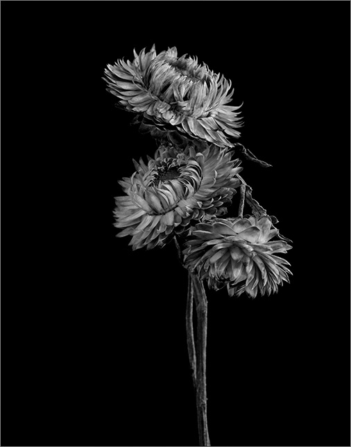 Dried Flower 3