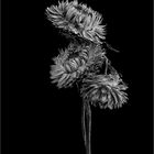 Dried Flower 3