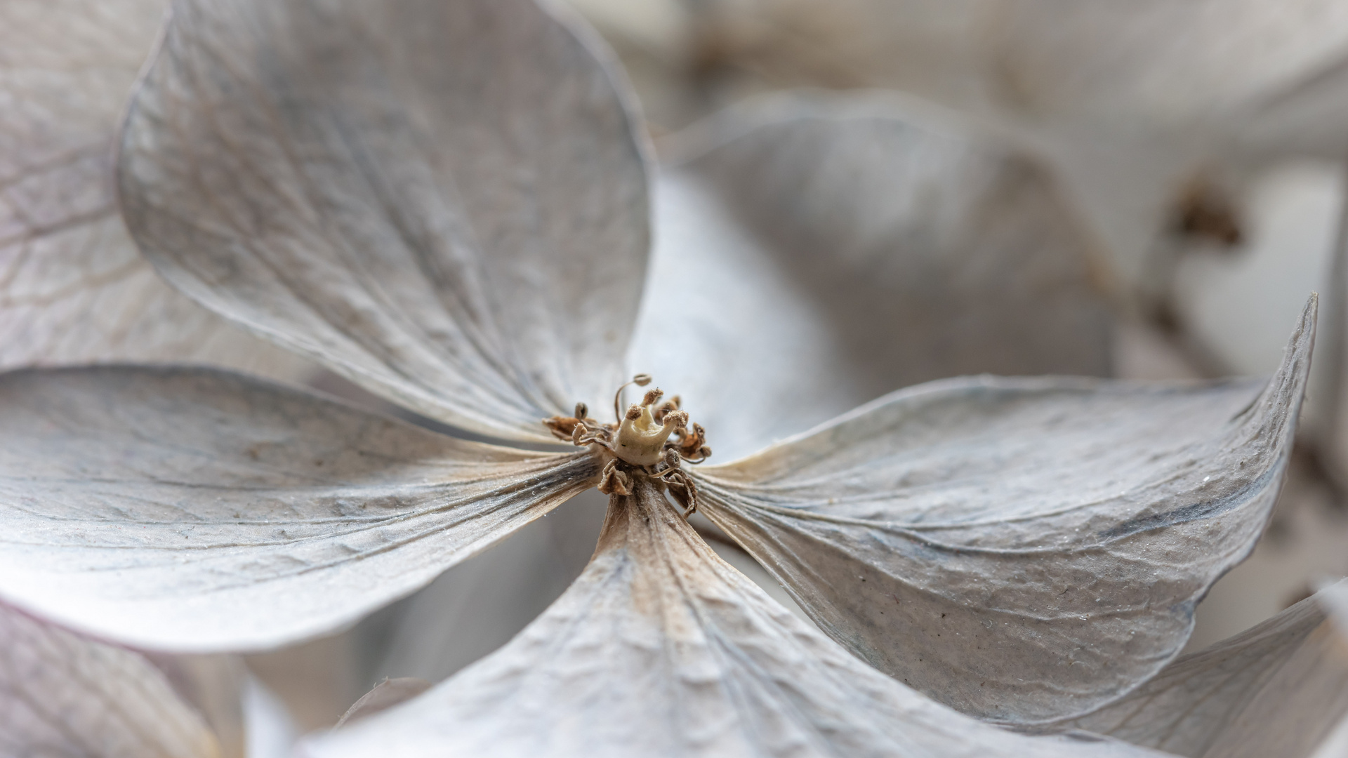 Dried Hydrangea 1