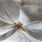 Dried Hydrangea 1