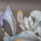 Dried Hydrangea 3