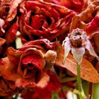 dried red roses