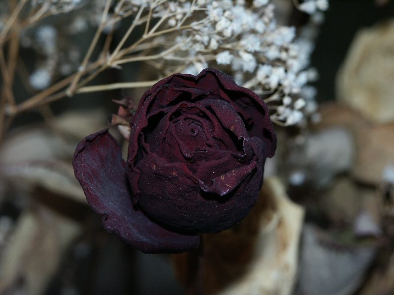 dried Rose