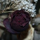 dried Rose