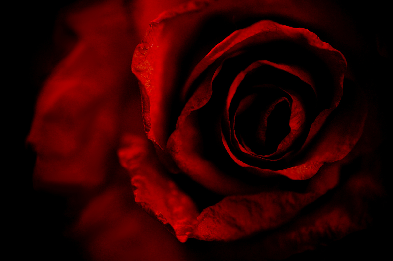 Dried rose