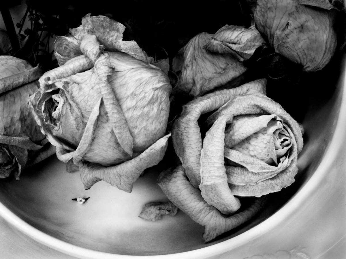 Dried Roses 1