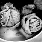 Dried Roses 1