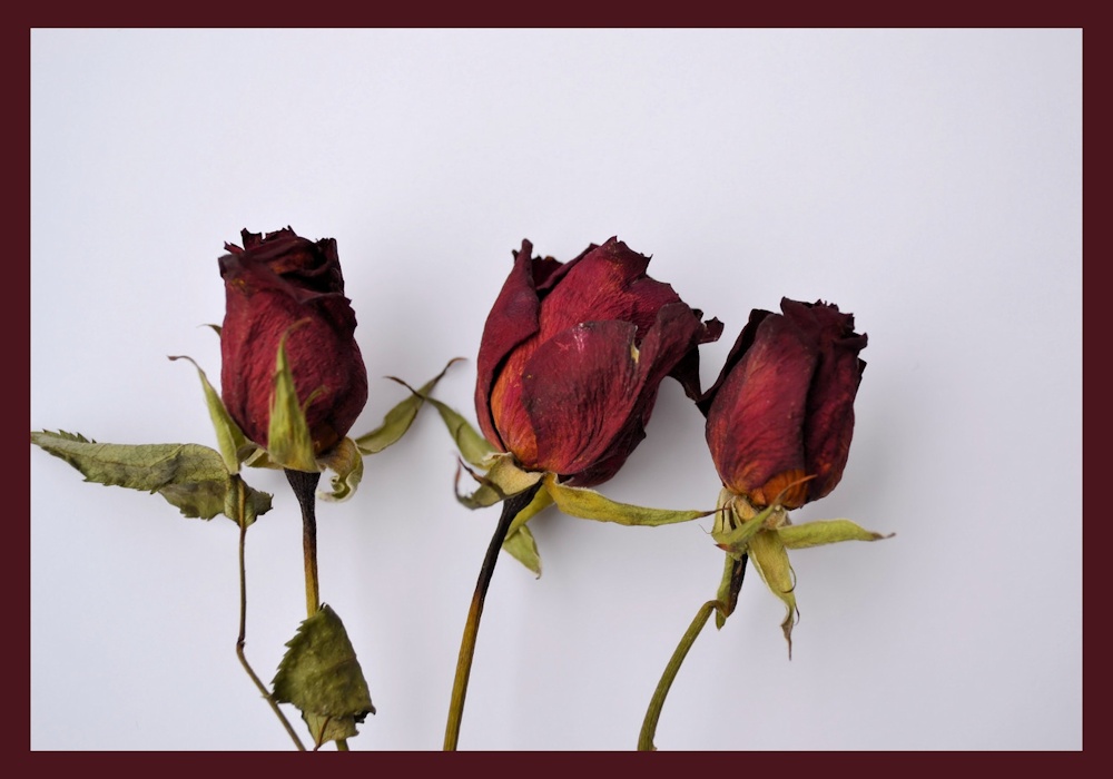 Dried roses