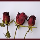 Dried roses