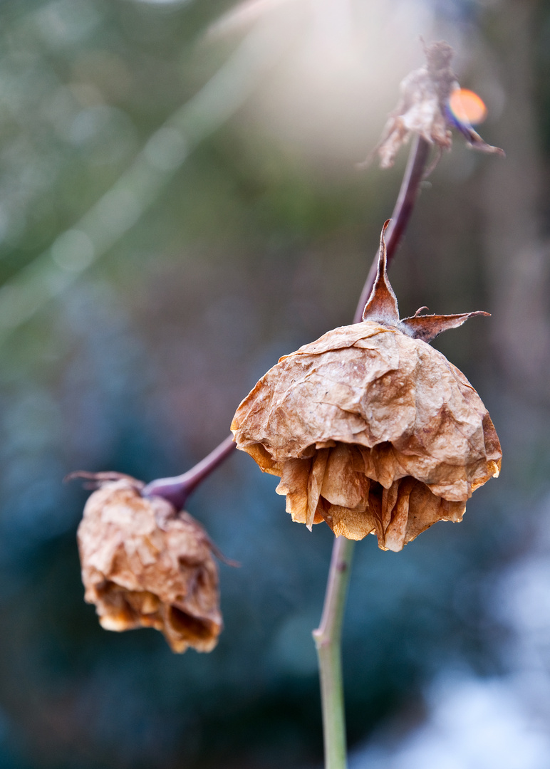 Dried roses in the sun!