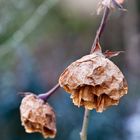 Dried roses in the sun!