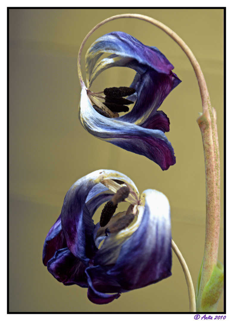 Dried up tulips