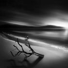 dried_Trunk_on_the_Beach_b&w